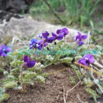 Tibetia himalaica (Baker) H.P.Tsui