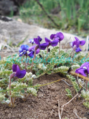 Tibetia himalaica (Baker) H.P.Tsui Plants of Nepal