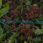 Pedicularis flexuosa Hook.f. Plants of Nepal Pedicularis flexuosa Hook.f.