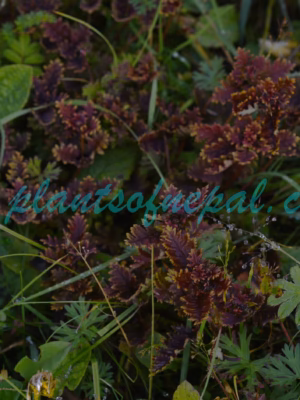 Pedicularis flexuosa Hook.f. Plants of Nepal