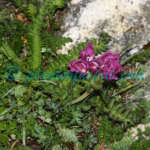 Pedicularis elwesii Hook.f. Plants of Nepal Pedicularis elwesii Hook.f.