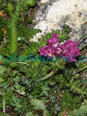 Pedicularis elwesii Hook.f. Plants of Nepal