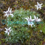 Leontopodium jacotianum Beauverd Plants of Nepal Leontopodium jacotianum Beauverd