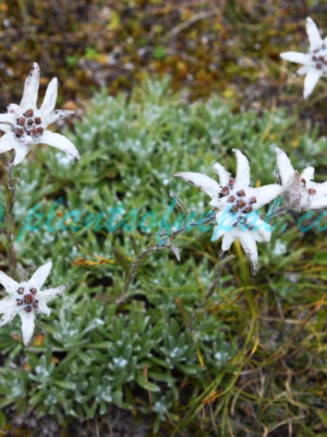 Leontopodium jacotianum Beauverd Plants of Nepal Leontopodium jacotianum Beauverd Plants of Nepal