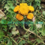 Hippolytia longifolia (Rech.f.) C.Shih Plants of Nepal Hippolytia longifolia (Rech.f.) C.Shih