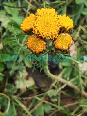 Hippolytia longifolia (Rech.f.) C.Shih Plants of Nepal
