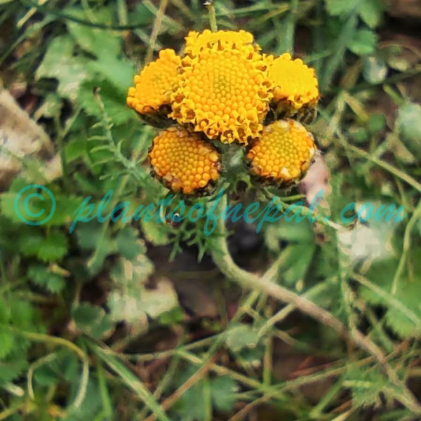 Hippolytia longifolia (Rech.f.) C.Shih Plants of Nepal