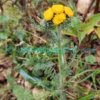 Hippolytia longifolia (Rech.f.) C.Shih Plants of Nepal