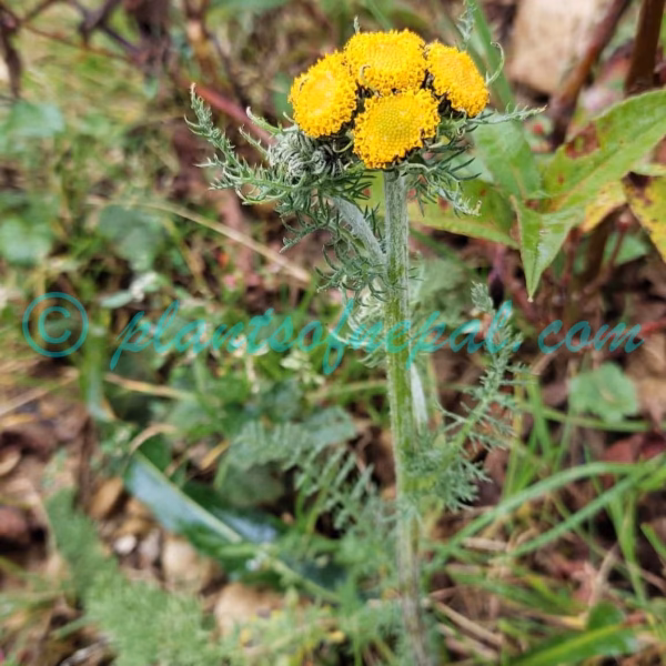 Hippolytia longifolia (Rech.f.) C.Shih Plants of Nepal