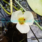 Sagittaria guayanensis subsp. lappula (D.Don) Bogin Plants of Nepal Sagittaria guayanensis subsp. lappula (D.Don) Bogin