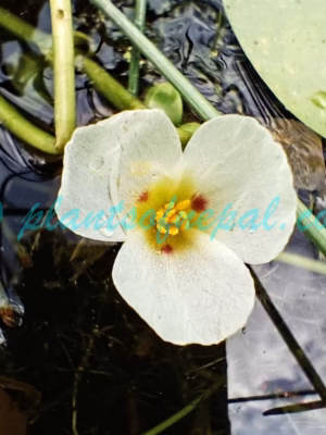 Sagittaria guayanensis subsp. lappula (D.Don) Bogin Plants of Nepal