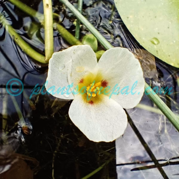 Sagittaria guayanensis subsp. lappula (D.Don) Bogin Plants of Nepal