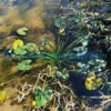 Sagittaria guayanensis subsp. lappula (D.Don) Bogin Plants of Nepal