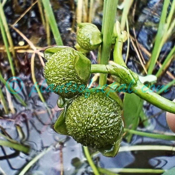 Sagittaria guayanensis subsp. lappula (D.Don) Bogin Plants of Nepal