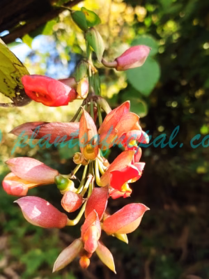 Thunbergia coccinea Wall. ex D.Don Plants of Nepal