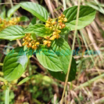 Polygala furcata Royle