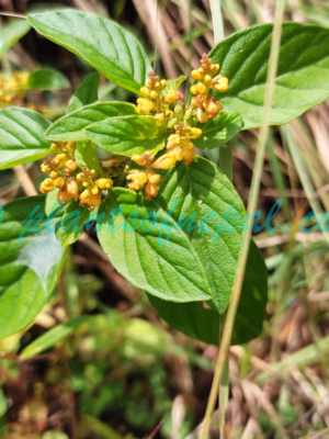Polygala furcata Royle Plants of Nepal