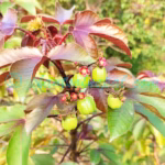 Jatropha gossypiifolia L. Plants of Nepal Jatropha gossypiifolia L.