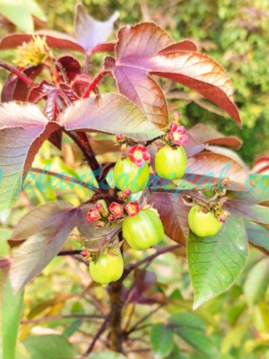 Jatropha gossypiifolia L. Plants of Nepal