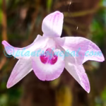 Dendrobium transparens Wall. ex Lindl. Plants of Nepal Dendrobium transparens Wall. ex Lindl.