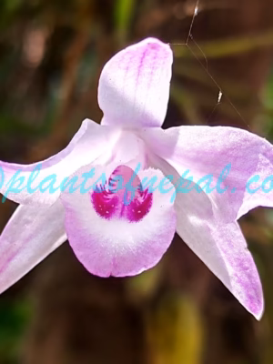 Dendrobium transparens Wall. ex Lindl. Plants of Nepal