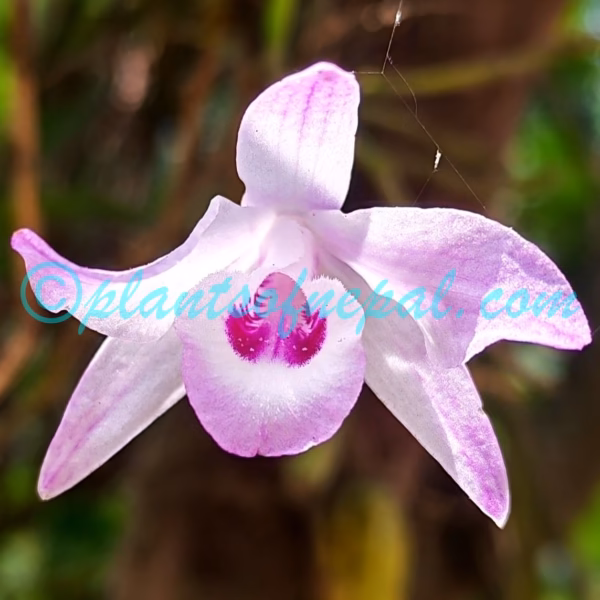 Dendrobium transparens Wall. ex Lindl. Plants of Nepal