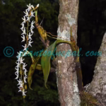 Coelogyne porrecta (Lindl.) Rchb.f.