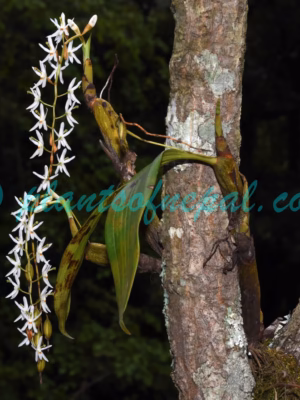 Coelogyne porrecta (Lindl.) Rchb.f. Plants of Nepal Coelogyne porrecta (Lindl.) Rchb.f. Plants of Nepal