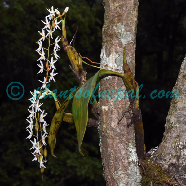 Coelogyne porrecta (Lindl.) Rchb.f. Plants of Nepal
