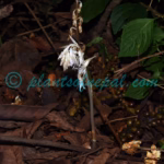 Epipogium roseum (D.Don) Lindl. Plants of Nepal Epipogium roseum (D.Don) Lindl.