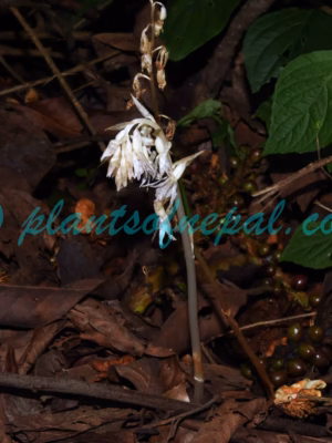 Epipogium roseum (D.Don) Lindl. Plants of Nepal Epipogium roseum (D.Don) Lindl. Plants of Nepal