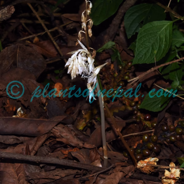Epipogium roseum (D.Don) Lindl. Plants of Nepal