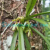 Vanda alpina (Lindl.) Lindl. Plants of Nepal