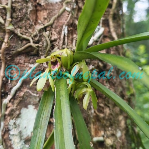 Vanda alpina (Lindl.) Lindl. Plants of Nepal