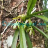 Vanda alpina (Lindl.) Lindl. Plants of Nepal