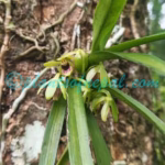 Vanda alpina (Lindl.) Lindl.