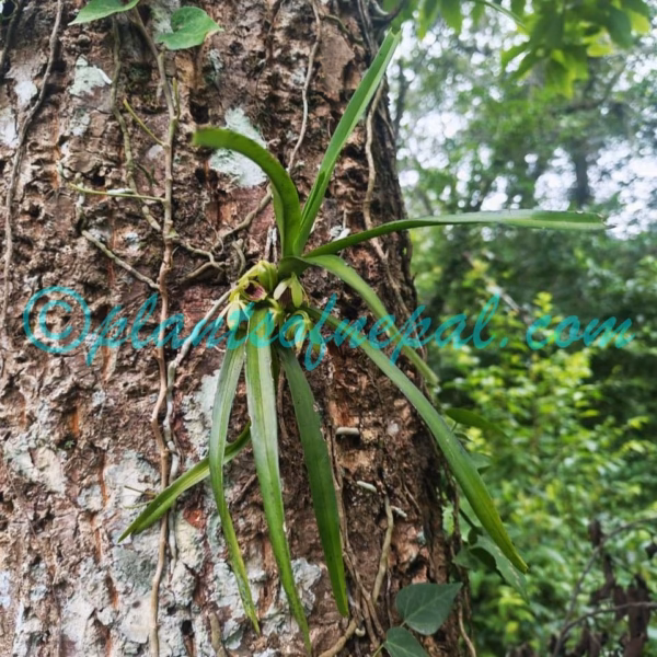 Vanda alpina (Lindl.) Lindl. Plants of Nepal