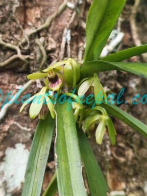 Vanda alpina (Lindl.) Lindl. Plants of Nepal