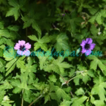 Geranium procurrens Yeo Plants of Nepal Geranium procurrens Yeo