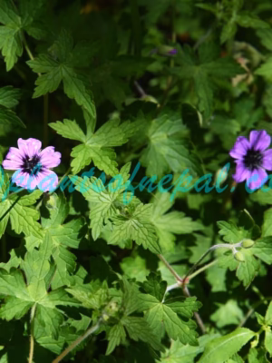 Geranium procurrens Yeo Plants of Nepal Geranium procurrens Yeo Plants of Nepal