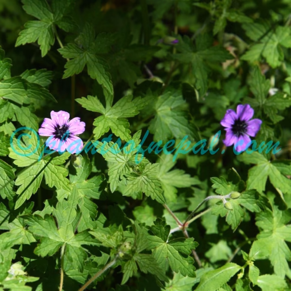 Geranium procurrens Yeo Plants of Nepal