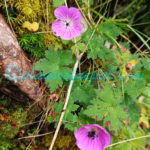 Geranium wallichianum D.Don ex Sweet Plants of Nepal Geranium wallichianum D.Don ex Sweet