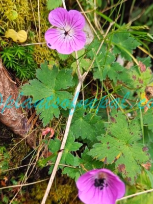 Geranium wallichianum D.Don ex Sweet Plants of Nepal Geranium wallichianum D.Don ex Sweet Plants of Nepal