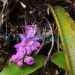 Aerides multiflora Roxb. Plants of Nepal Aerides multiflora Roxb.