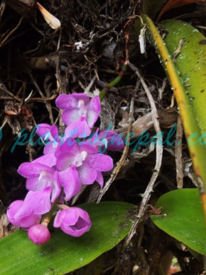 Aerides multiflora Roxb. Plants of Nepal