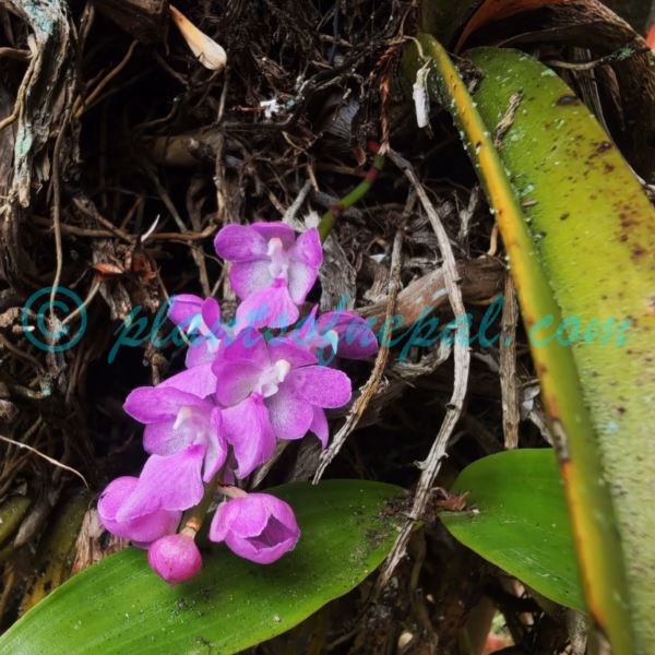 Aerides multiflora Roxb. Plants of Nepal
